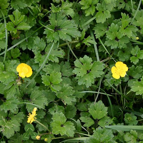 Mulch to prevent dandelions in gardens. AgPest » Creeping buttercup