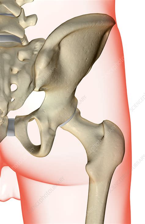 The Bones Of The Hip Stock Image F0019130 Science Photo Library