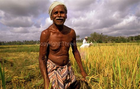 Sri Lanka Paddy Farmer At Harvest Time Threeblindmen Photography