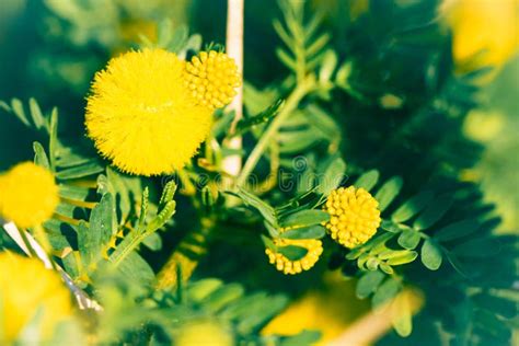 Mimosa Branch With Yellow Flowers Stock Image Image Of Bright