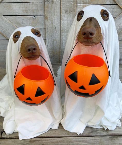 Ghost Dogs Perfect Halloween Costume For Lazy Dog Owners