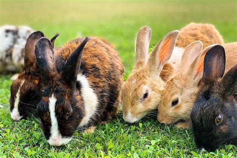Is Capturing Wild Bunnies Or Rabbits As Pets Legal In Idaho