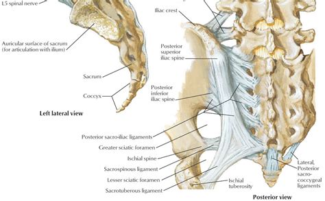 Coccyx Bone Anatomy Tailbone Pain Fractured Tailbone And Treatment