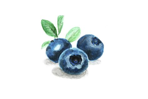 Blueberry Painting By Masha Batkova Pixels