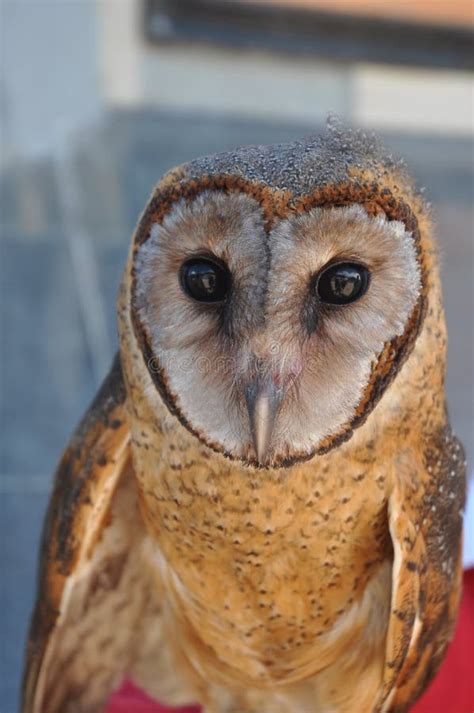 Owl Manguni Stock Photo Image Of Hands Manguni Hand 103454870