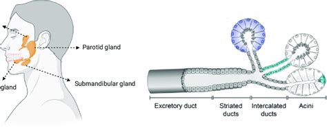 Schematic Representation Of The Salivary Glands Structure