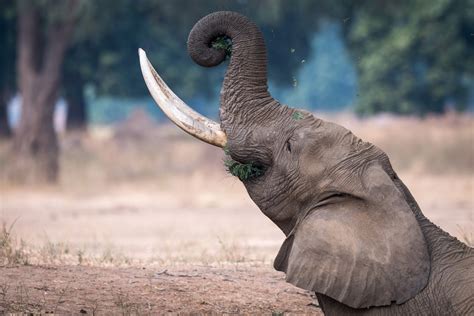 Animal African Bush Elephant 4k Ultra Hd Wallpaper