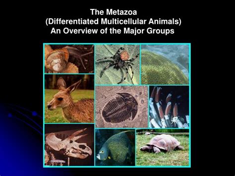 Ppt The Metazoa Differentiated Multicellular Animals An Overview Of