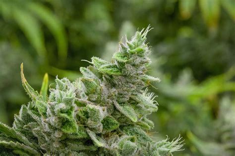 Gorilla Glue 4 Photo Gallery Feminized Cannabis Seeds For Sale