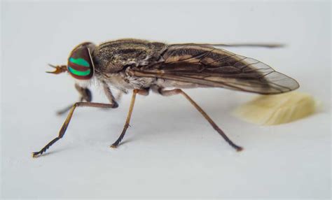 Housefly Eggs Everything You Need To Know 2022