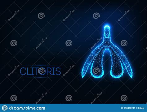 The Structure Of The Clitoris A Medical Poster Female Anatomy Vagina Royalty Free Cartoon
