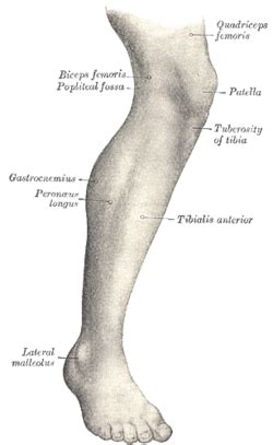 However, the definition in human anatomy refers only to the section of the lower limb extending from the knee to the ankle, also known as the crus or. Human leg - Wikipedia
