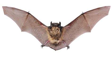 Bats Common Myths And How To Repel Them · Guardian Liberty Voice