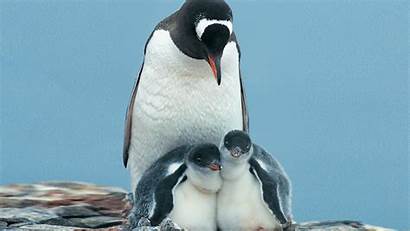 Penguin Wallpapers Penguins Animal Background Backgrounds Funny
