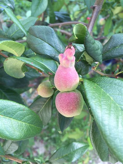 What Is This Strange Fruit Tree In The Plant Id Forum