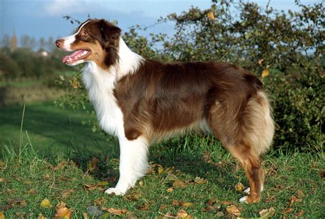 The australian shepherd is intelligent and eager to learn. Australian Shepherd