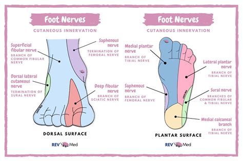 Cutaneous Foot Innervation Dorsal And Plantar Nerve Grepmed