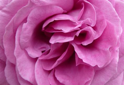 Rose Pink Close Free Stock Photo Public Domain Pictures