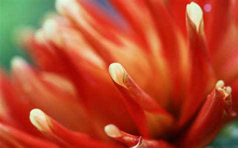 Macro Orange Flower Mac Wallpaper Download Allmacwallpaper