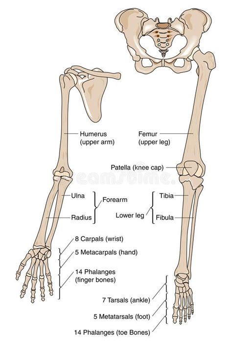Limb Bones Stock Vector Illustration Of Phalanges Ulna 9845508 Artofit
