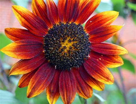 Sunflower Types And Varieties