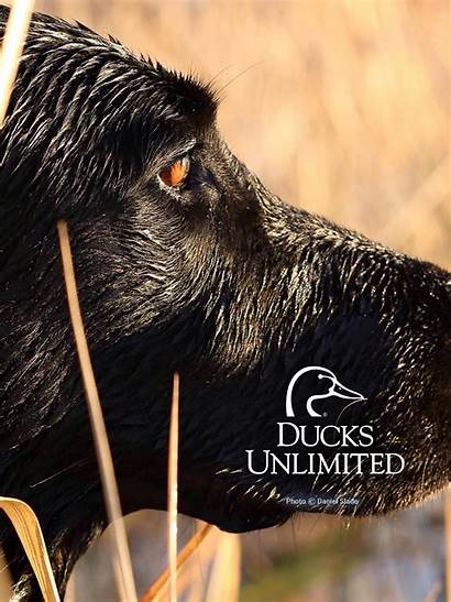 Ducks Unlimited Wallpapers Mobile Backgrounds Wallpaperaccess Windows
