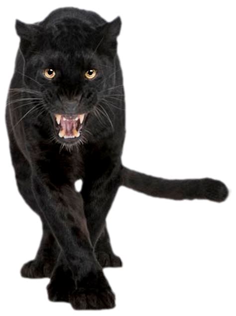 Black Panther Animal Png Free Logo Image