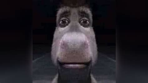 Staring Donkey Know Your Meme