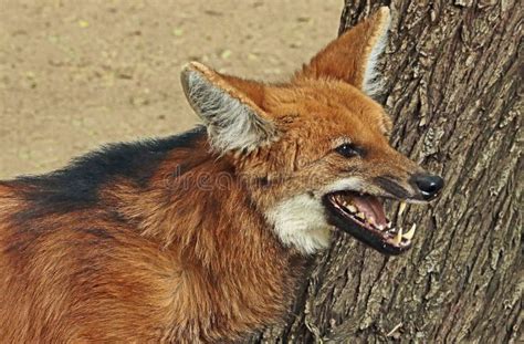 Maned Wolf Stock Image Image Of Leering America Creature 73565529