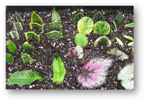 Plant Propagation Tips Gardening In The Panhandle