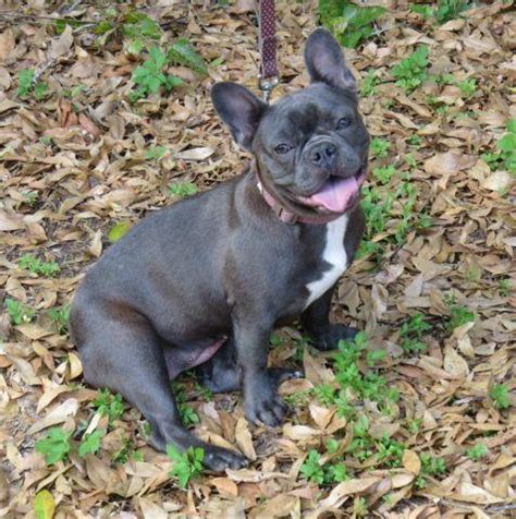 Bca and akc mourns passing of julian prager. AKC French Bulldog - Blue, Female, 11 months old for Sale ...