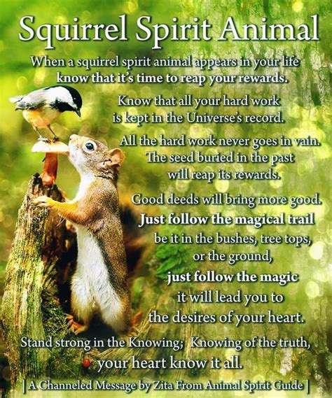 Squirrel Spirit Animal Animal Spirit Guides Spirit Animal Spirit