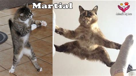 Martial Of Cats Funny Kitty Talking Cat 2 Animals My