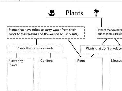 Plant Classification Teaching Resources