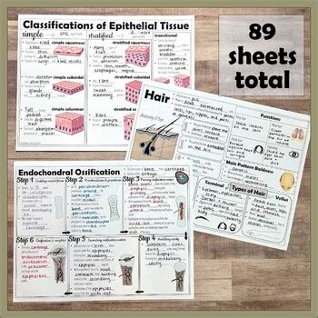Anatomy And Physiology Doodle Notes Full Year Bundle By Science From
