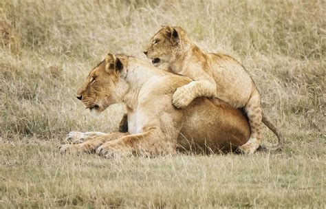 African Safari Animals 34 Photos To Make You Want To