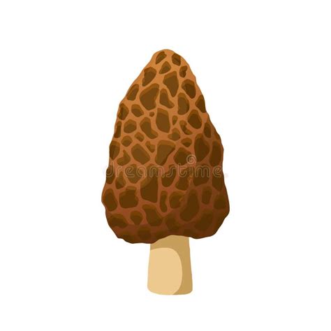 Morel Mushroom Cartoon Vector Stock Vector Illustration Of Color