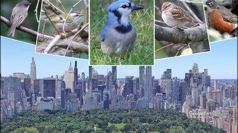Amazing Birds New York Central Park Youtube