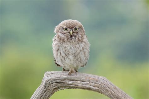 Little Owls Paul Miguel Wildlife Photography