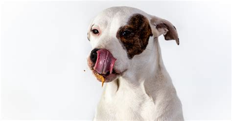 Peanut Butter Know The Benefits And Risks For Dogs Mvs Hospital