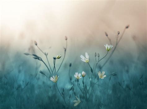 Pastel Nature Wallpapers Top Free Pastel Nature Backgrounds
