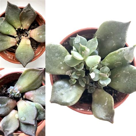 Propagating Succulents Leaves And Stems In 5 Simple Steps My Tasteful Space