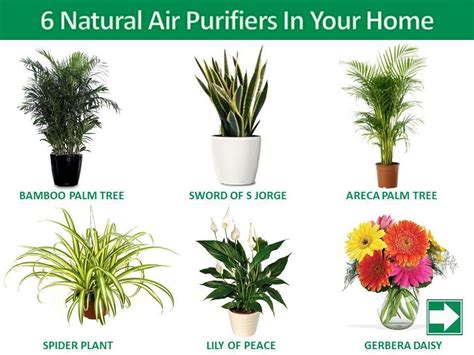 We did not find results for: 6 Natural Air Purifiers In Your Home