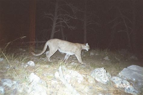 Cougar Captured By Trail Camera In Northwestern Nebraska