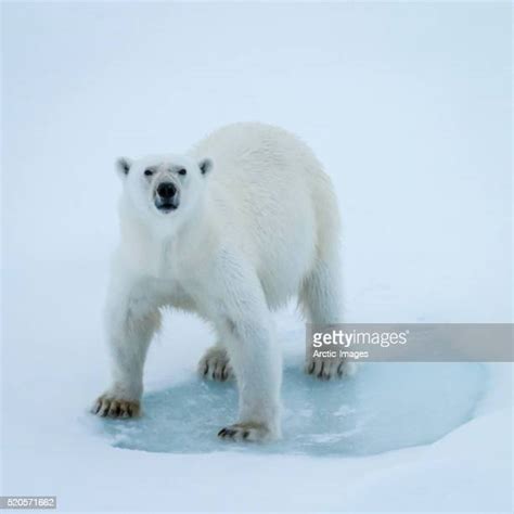 Polar Bear Greenland Photos And Premium High Res Pictures Getty Images