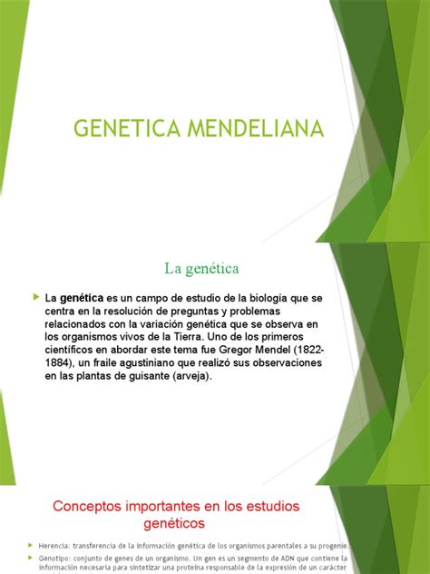 Genetica Mendeliana Pdf Dominancia Genética Alelo