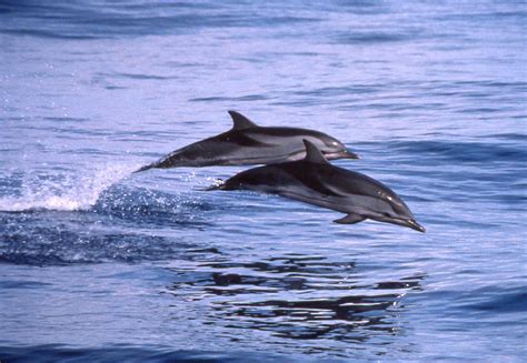 Striped Dolphin Photos A Complete Guide To Whales Dolphins And Porpoises