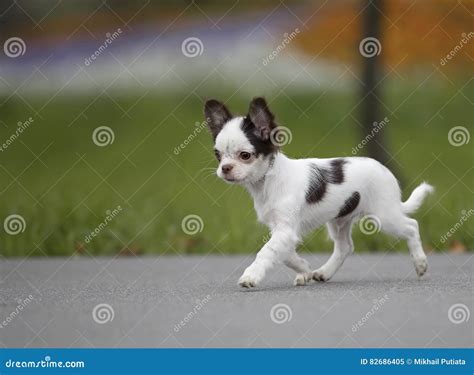 Black And White Chihuahua Puppy Walking Stock Image Image Of White