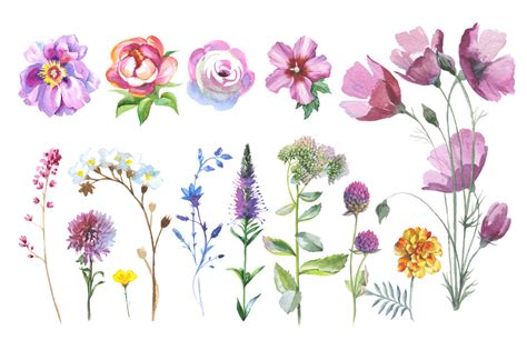 Wild Flowers Watercolor Set Hand Painted Flowers Free Commercial Use