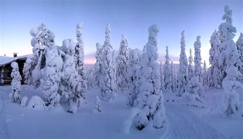 Snowy Trees Snow Covered Trees In Ruka Finland Timo Newton Syms